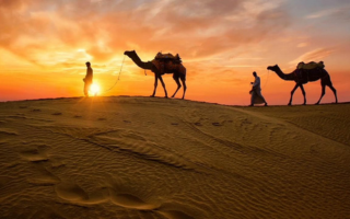 Camel Desert Safari